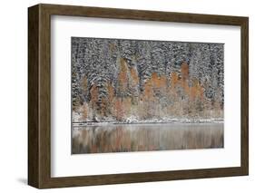 Orange Aspens in the Fall Among Evergreens Covered with Snow at a Lake-James Hager-Framed Photographic Print