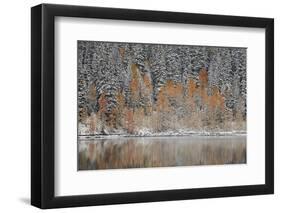 Orange Aspens in the Fall Among Evergreens Covered with Snow at a Lake-James Hager-Framed Photographic Print