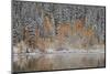 Orange Aspens in the Fall Among Evergreens Covered with Snow at a Lake-James Hager-Mounted Photographic Print