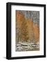 Orange Aspens in the Fall Among Evergreens Covered with Snow at a Lake-James Hager-Framed Photographic Print