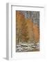 Orange Aspens in the Fall Among Evergreens Covered with Snow at a Lake-James Hager-Framed Photographic Print