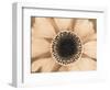 Orange Aster-Angela Drury-Framed Photographic Print