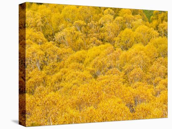 Orange Autumn Trees on the Lewis Pass, Canterbury Region, South Island, New Zealand, Pacific-Matthew Williams-Ellis-Stretched Canvas