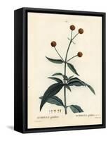 Orange-Ball-Tree or Orange Ball Buddleja, Buddleja Globosa (Buddlea Globiflora). Handcoloured Stipp-Pierre-Joseph Redouté-Framed Stretched Canvas