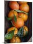 Orange Basket-Nicole Katano-Mounted Photo