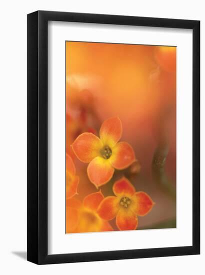 Orange Beauty-Karin Connolly-Framed Art Print