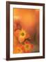 Orange Beauty-Karin Connolly-Framed Art Print