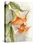 Orange Bell Flowers-Jacob Q-Stretched Canvas