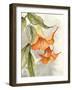 Orange Bell Flowers-Jacob Q-Framed Art Print