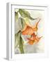 Orange Bell Flowers-Jacob Q-Framed Art Print