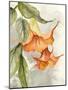 Orange Bell Flowers-Jacob Q-Mounted Art Print