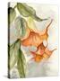 Orange Bell Flowers-Jacob Q-Stretched Canvas
