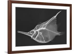 Orange Bellowfish-Sandra J. Raredon-Framed Premium Giclee Print