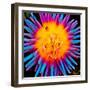 Orange Bloom Pop-Heidi Bannon-Framed Photo