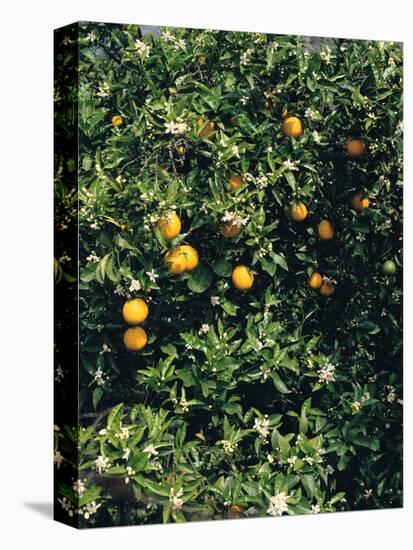 Orange blossom and fruit, Majorca-Peter Thompson-Stretched Canvas