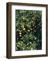 Orange blossom and fruit, Majorca-Peter Thompson-Framed Photographic Print