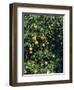 Orange blossom and fruit, Majorca-Peter Thompson-Framed Photographic Print