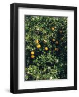 Orange blossom and fruit, Majorca-Peter Thompson-Framed Photographic Print