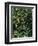 Orange blossom and fruit, Majorca-Peter Thompson-Framed Photographic Print