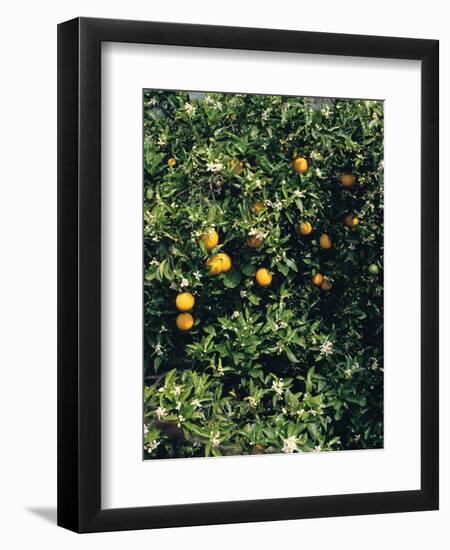 Orange blossom and fruit, Majorca-Peter Thompson-Framed Photographic Print