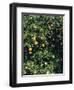 Orange blossom and fruit, Majorca-Peter Thompson-Framed Photographic Print