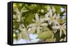 Orange Blossom, Seville, Andalucia, Spain, Europe-Stuart Black-Framed Stretched Canvas