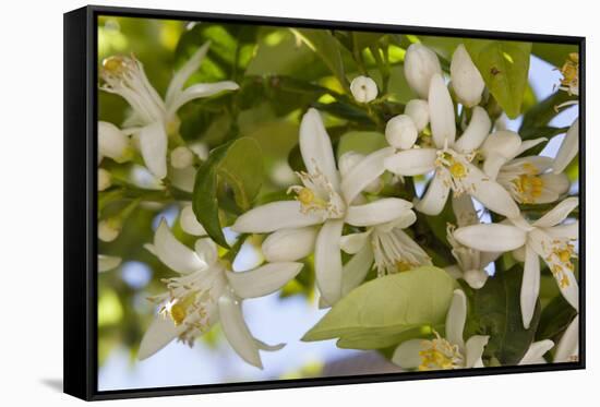 Orange Blossom, Seville, Andalucia, Spain, Europe-Stuart Black-Framed Stretched Canvas