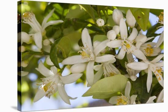 Orange Blossom, Seville, Andalucia, Spain, Europe-Stuart Black-Stretched Canvas