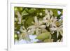 Orange Blossom, Seville, Andalucia, Spain, Europe-Stuart Black-Framed Photographic Print