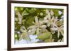 Orange Blossom, Seville, Andalucia, Spain, Europe-Stuart Black-Framed Photographic Print