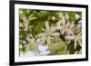 Orange Blossom, Seville, Andalucia, Spain, Europe-Stuart Black-Framed Photographic Print