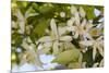 Orange Blossom, Seville, Andalucia, Spain, Europe-Stuart Black-Mounted Photographic Print