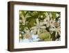 Orange Blossom, Seville, Andalucia, Spain, Europe-Stuart Black-Framed Photographic Print