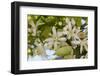 Orange Blossom, Seville, Andalucia, Spain, Europe-Stuart Black-Framed Photographic Print