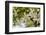 Orange Blossom, Seville, Andalucia, Spain, Europe-Stuart Black-Framed Photographic Print