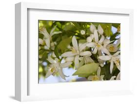 Orange Blossom, Seville, Andalucia, Spain, Europe-Stuart Black-Framed Photographic Print