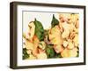 Orange Blossom-Mary Russel-Framed Giclee Print