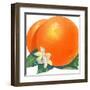 Orange Blossoms and Fruit-null-Framed Art Print