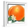 Orange Blossoms and Fruit-null-Framed Art Print