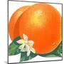 Orange Blossoms and Fruit-null-Mounted Art Print