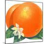 Orange Blossoms and Fruit-null-Mounted Art Print