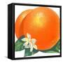 Orange Blossoms and Fruit-null-Framed Stretched Canvas