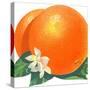 Orange Blossoms and Fruit-null-Stretched Canvas