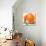 Orange Blossoms and Fruit-null-Stretched Canvas displayed on a wall