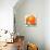 Orange Blossoms and Fruit-null-Stretched Canvas displayed on a wall