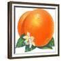 Orange Blossoms and Fruit-null-Framed Giclee Print