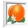 Orange Blossoms and Fruit-null-Framed Giclee Print