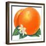 Orange Blossoms and Fruit-null-Framed Premium Giclee Print