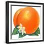 Orange Blossoms and Fruit-null-Framed Premium Giclee Print