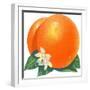 Orange Blossoms and Fruit-null-Framed Premium Giclee Print